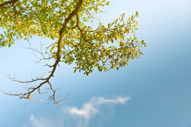 Güzel bir yeşil yaprakları.