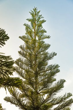 Noel çam ağaçları.