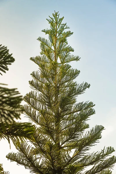 Noel çam ağaçları.