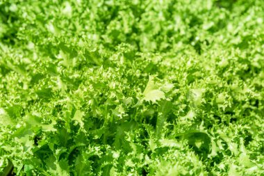 organik sebze Bahçe