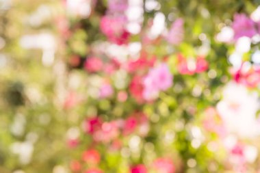 Doğal bulanık bokeh arka plan.