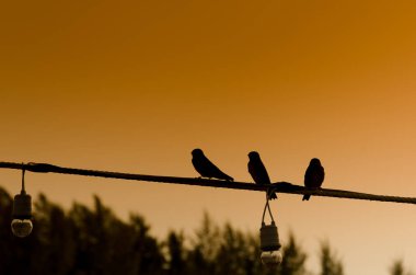 Üç swollows silueti