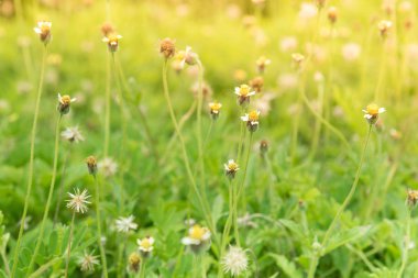 Yolun yanında çimen çiçek.