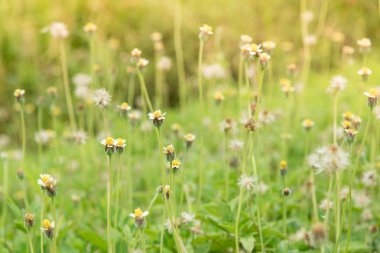 Yolun yanında çimen çiçek.