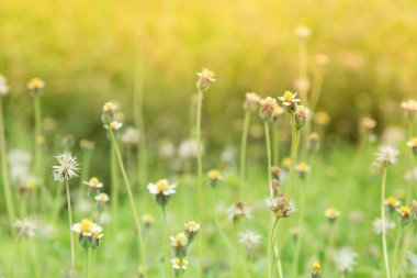Yolun yanında çimen çiçek.