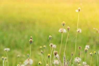 Yolun yanında çimen çiçek.