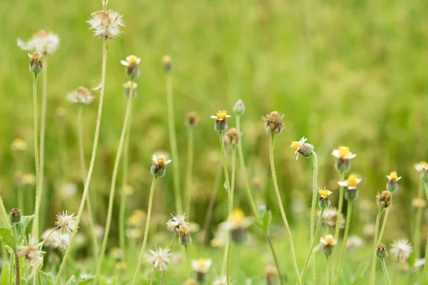Yolun yanında çimen çiçek.
