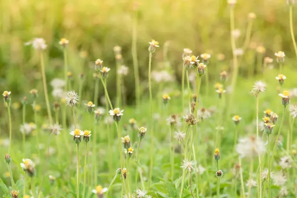 Gras bloem naast de weg. — Stockfoto