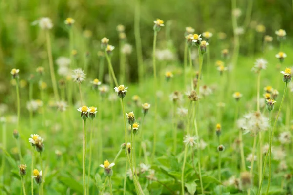 Yolun yanında çimen çiçek.