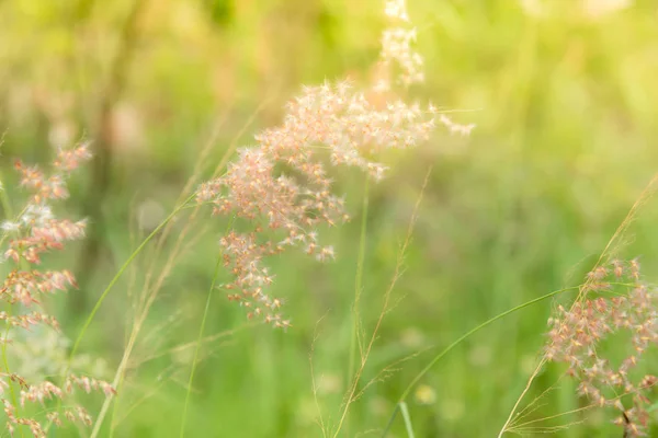 Soft Focus Sea... van gras bloemen — Stockfoto