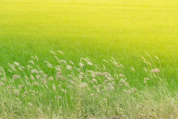 Gras bloem naast de weg. — Stockfoto