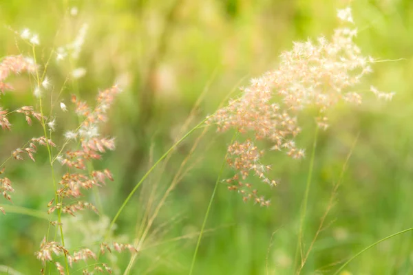 Soft Focus Sea... van gras bloemen — Stockfoto