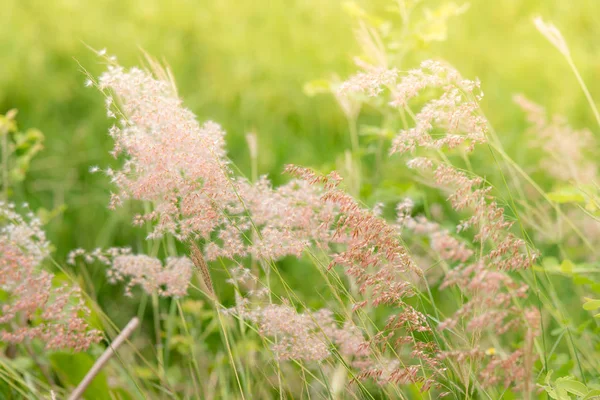 Yumuşak odak çimen çiçek