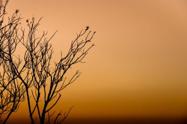 ağaç dalları silüeti.