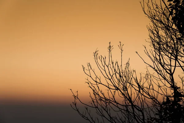 Silhouette of tree branches. — Stock Photo, Image