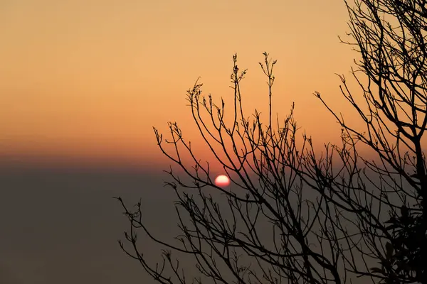 Silhouette of tree branches. — Stock Photo, Image