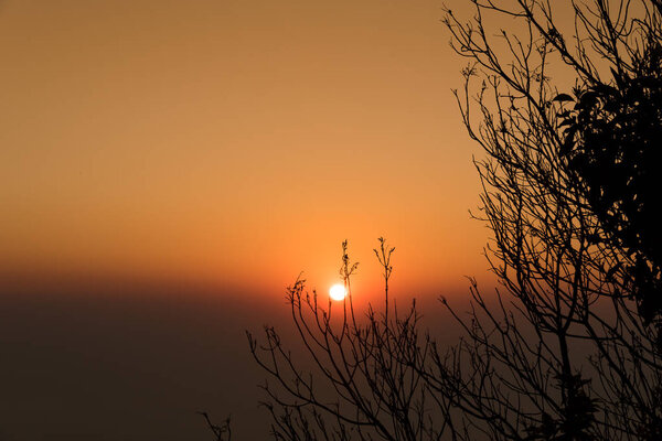 Silhouette of tree branches in the sunrise. Nature background.