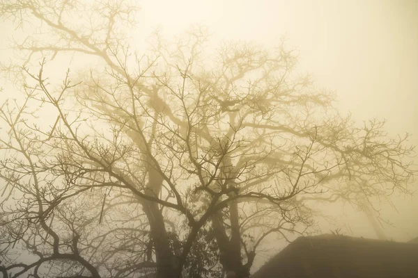Bomen in de mist. — Stockfoto