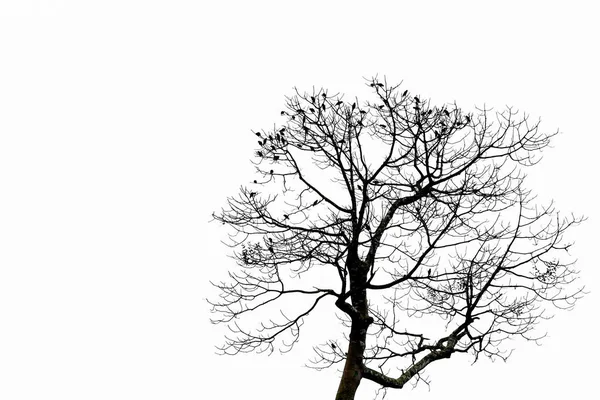 Rami d'albero isolati sullo sfondo bianco. — Foto Stock