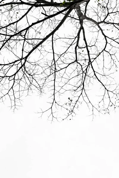 Galhos de árvore isolados no fundo branco. — Fotografia de Stock