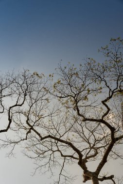 Güzel ağaç dallarında bahar mavi gökyüzü adam karşı