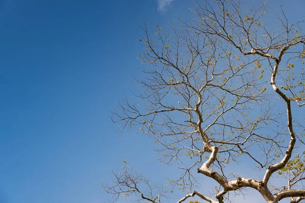 Hermosas ramas de árbol en primavera contra el cielo azul backgroun —  Fotos de Stock