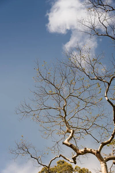 Hermosas ramas de árbol en primavera contra el cielo azul backgroun —  Fotos de Stock