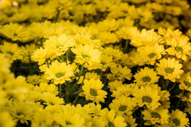 Güzel sarı anneler veya Kasımpatı.