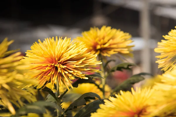 Mooie gele moeders of chrysanten. — Stockfoto