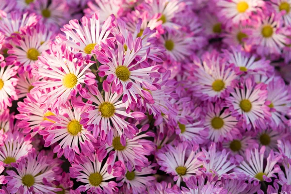 Schöne lila Mütter oder Chrysanthemen. — Stockfoto