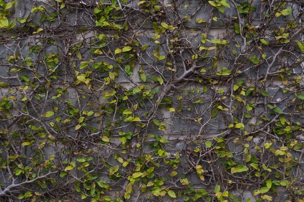 Stenmur täckt med grön växt — Stockfoto