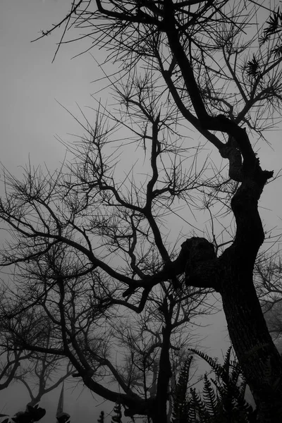 Alberi senza foglia nella nebbia buia . — Foto Stock