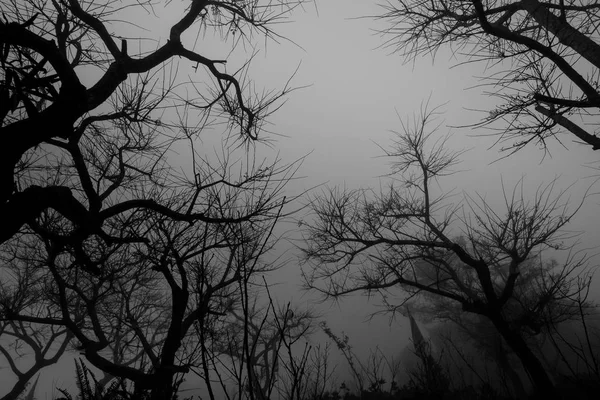 Trees without leaf in the dark mist. — Stock Photo, Image