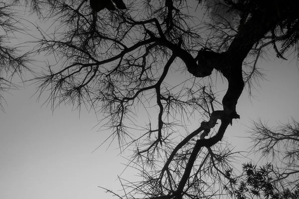 Alberi senza foglia nella nebbia buia . — Foto Stock