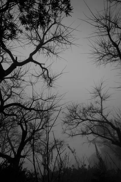 Stromy bez listí v temné mlze. — Stock fotografie