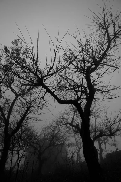 Árboles sin hoja en la niebla oscura . — Foto de Stock
