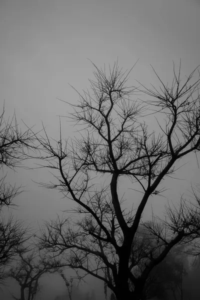 Bomen zonder blad in de donkere mist. — Stockfoto