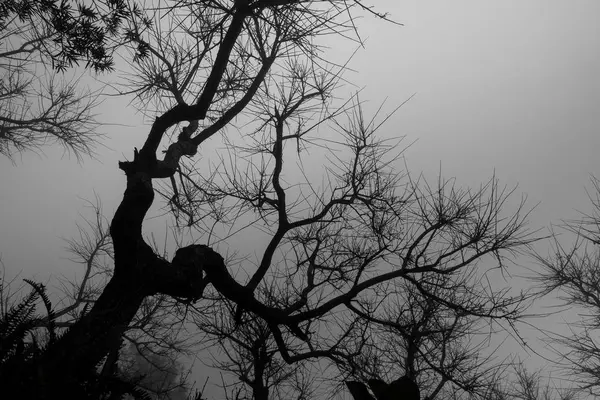 Alberi senza foglia nella nebbia buia . — Foto Stock