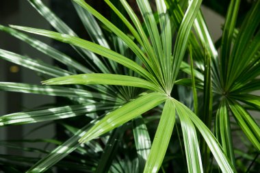 Palm doku gölge ile bırakır.