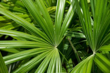 Palm doku gölge ile bırakır.