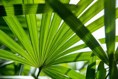 Palm doku gölge ile bırakır.