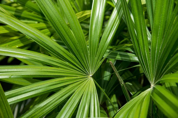 Palm doku gölge ile bırakır.