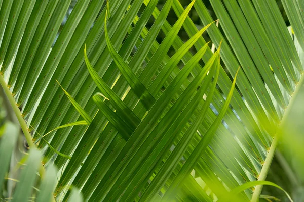 Palm leaves texture with shadow — Stock Photo, Image