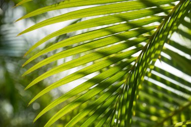 Palm doku gölge ile bırakır.