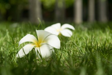 Çim zemin üzerinde beyaz güzel frangipani çiçekler.