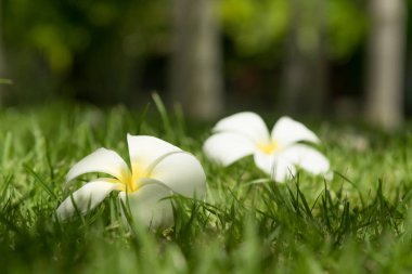 Çim zemin üzerinde beyaz güzel frangipani çiçekler.