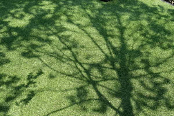 Sombra de árbol sobre hierba verde. —  Fotos de Stock