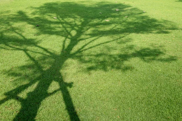 Tree shadow on green grass.