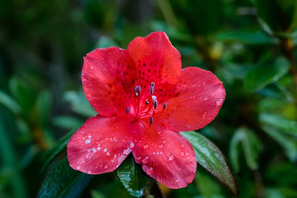 Rhododendron arboreum flower — Stock Photo, Image
