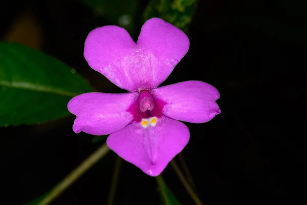 Impatiens violiflora Hook.f., BALSAMINACEAE — Stock Photo, Image